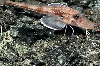 Meet the Extraordinary Fish with Sensory ‘Legs’ for Walking and Tasting!